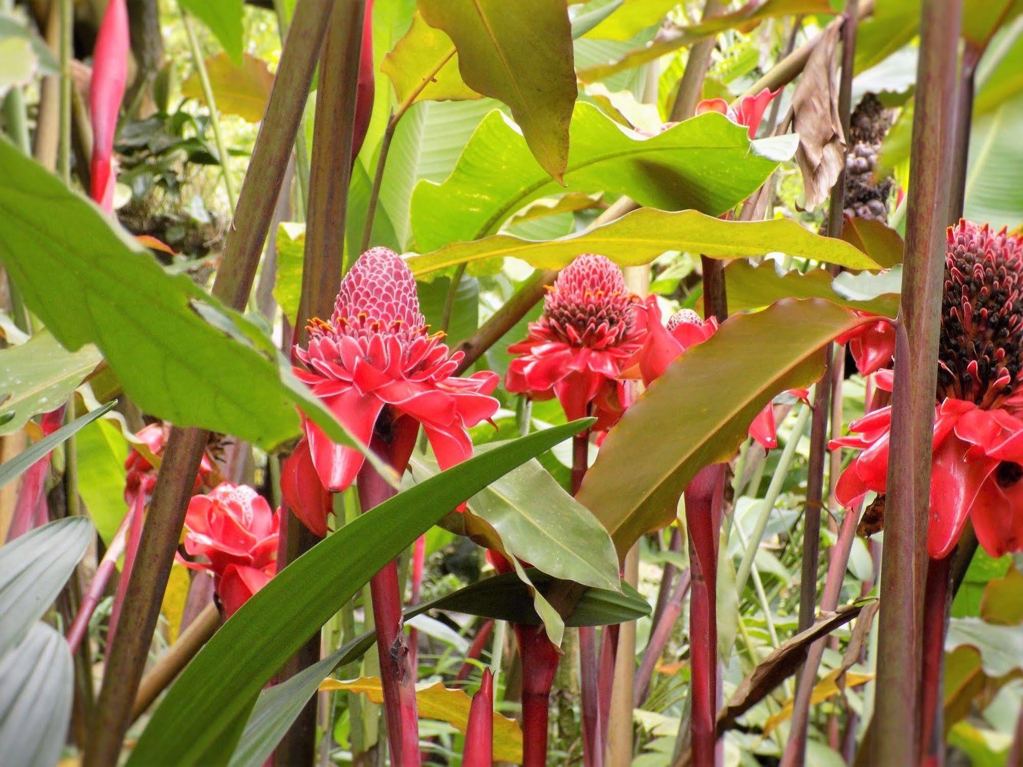 Lodge Rancho Margot Sustainable&self Sufficient Eco El Castillo